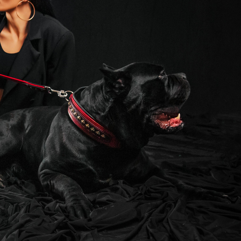 The Balteus Red Collar