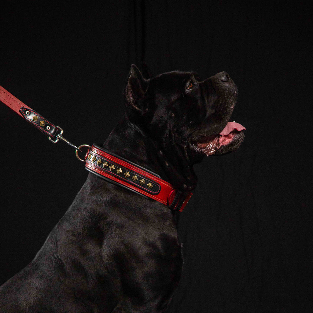 The Balteus Red Collar