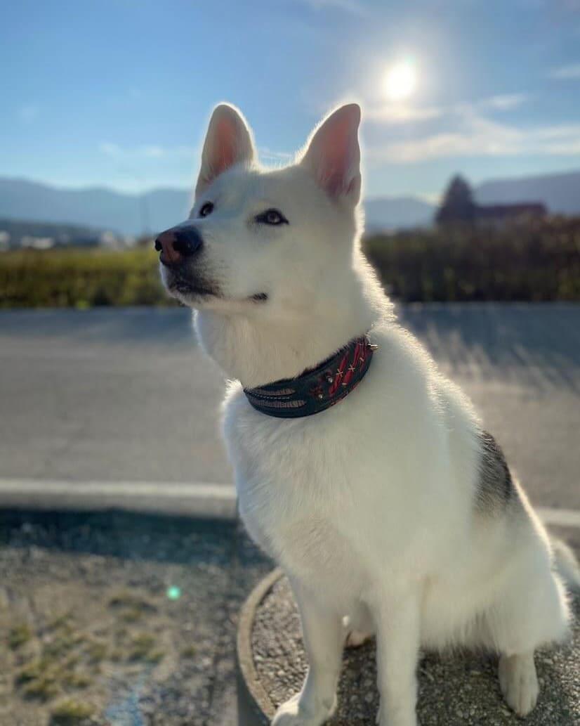 The Haunted Collar Limited