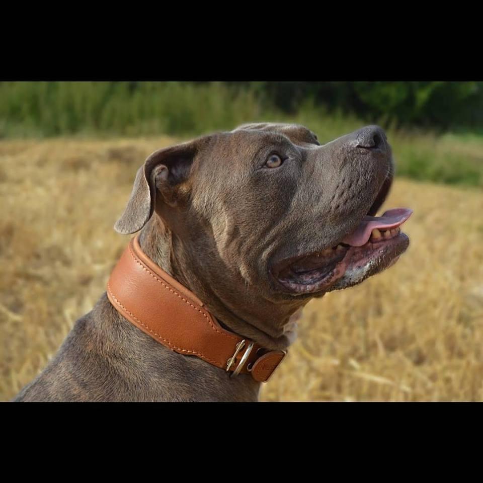 Plain Style Collar Brown
