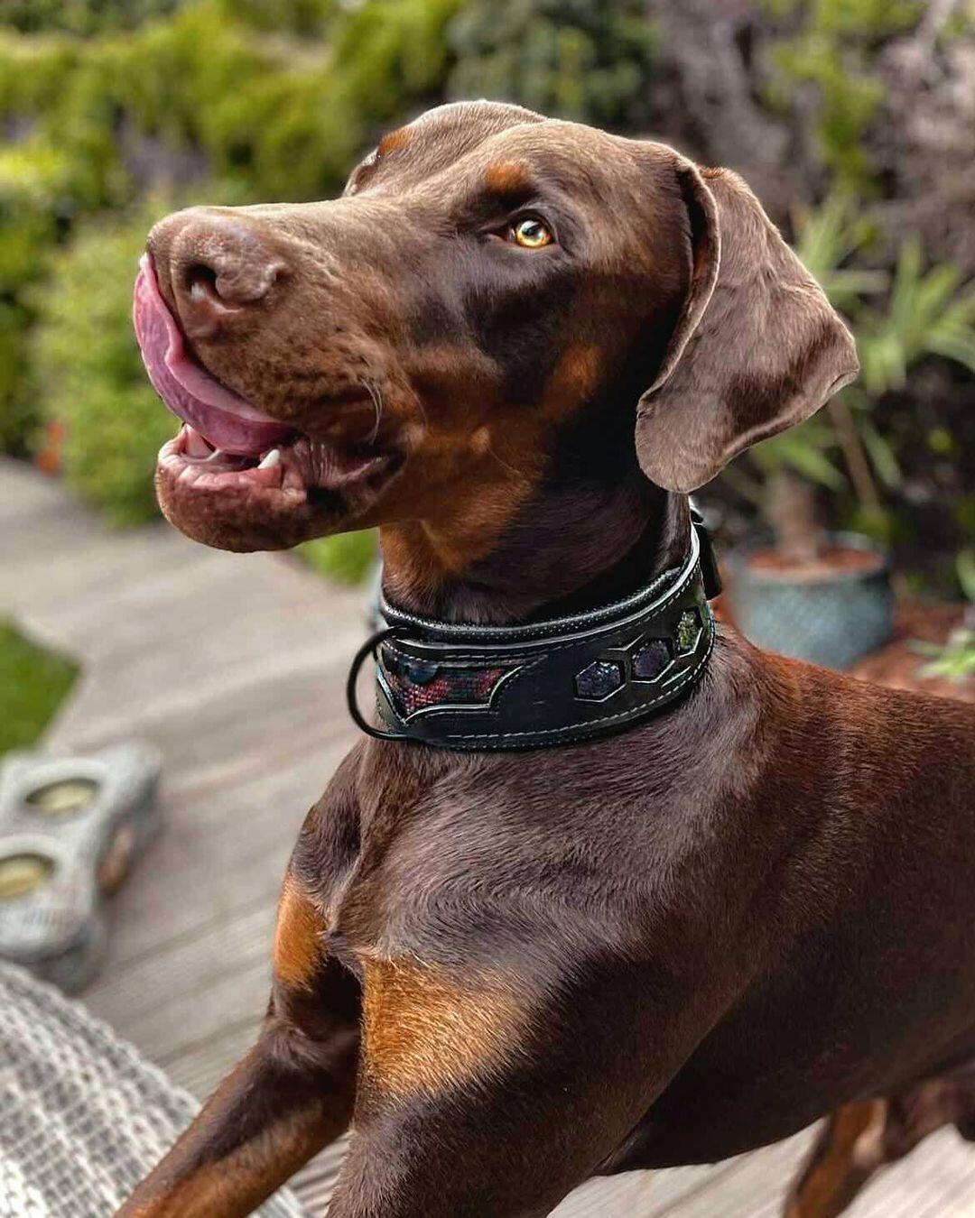Batman Collar