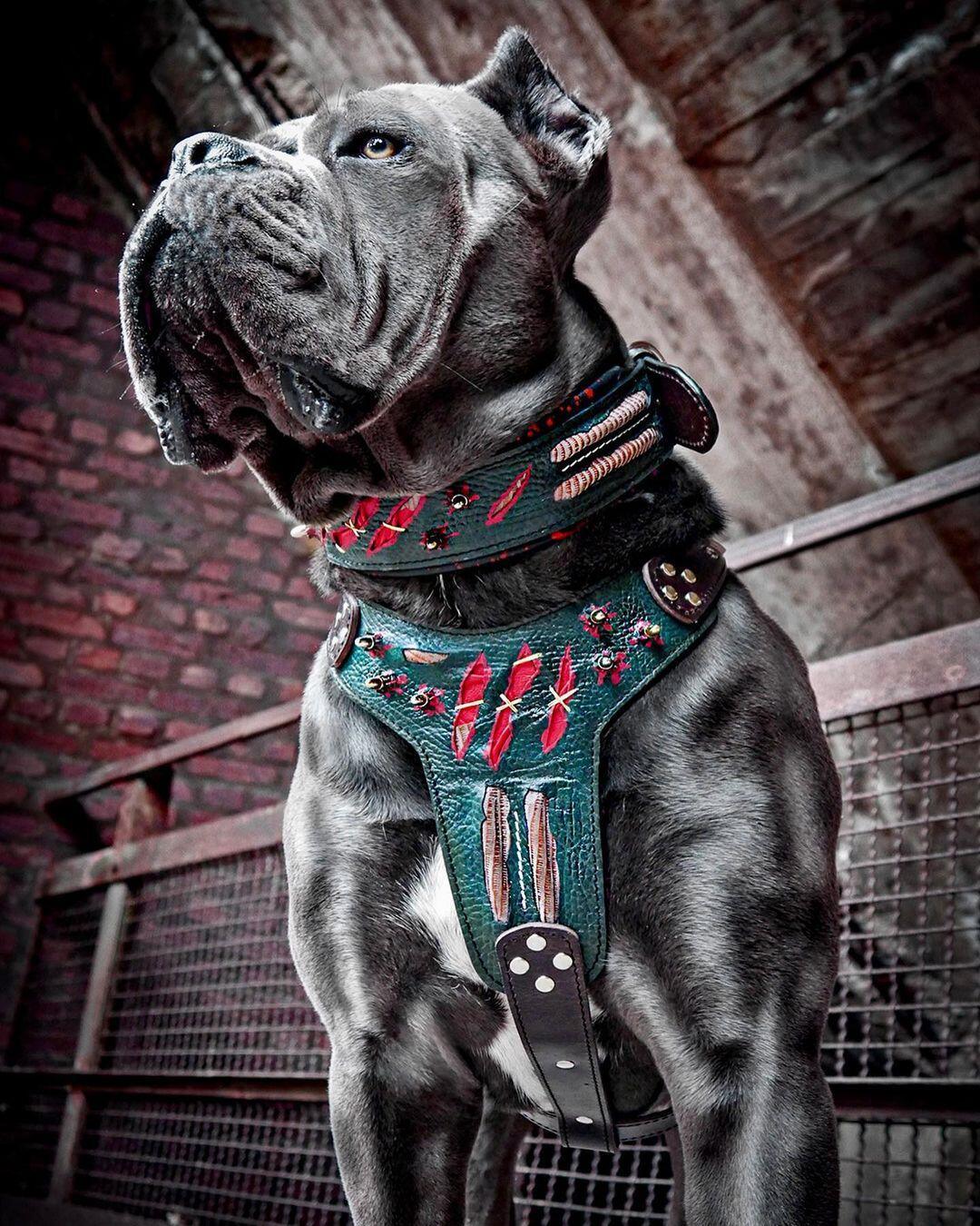 The Haunted Collar Limited