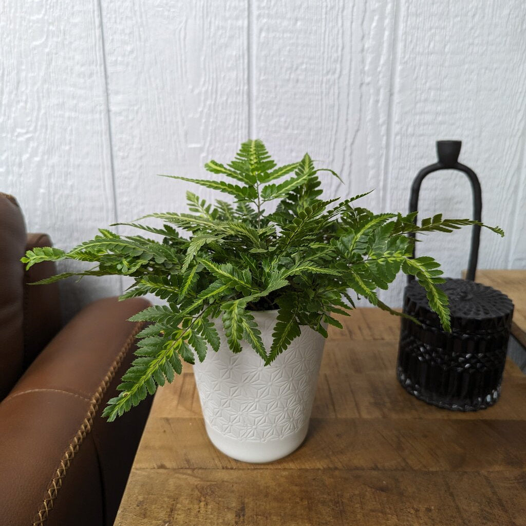 Living Lacea Ruffled Arrowa