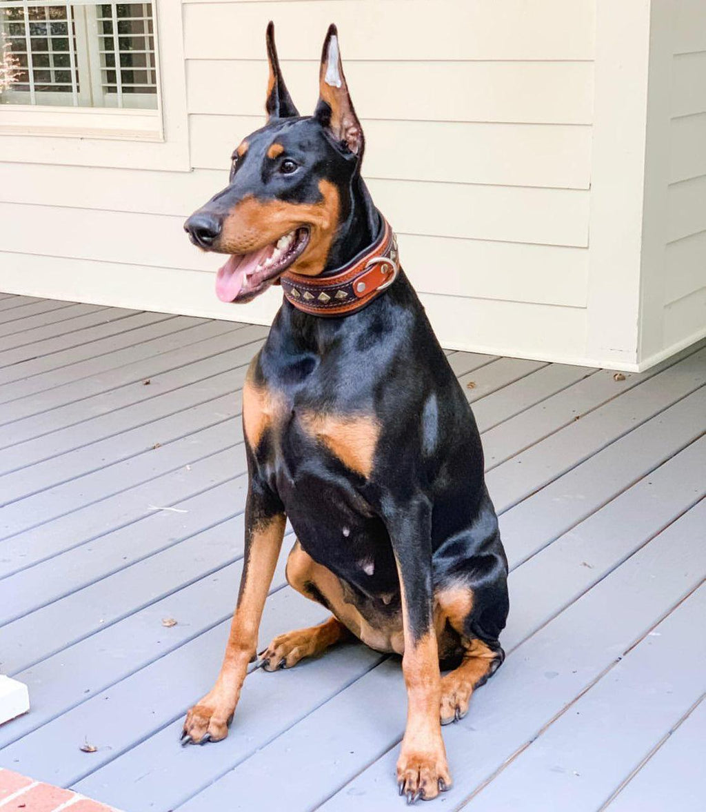 The Balteus Brown Collar