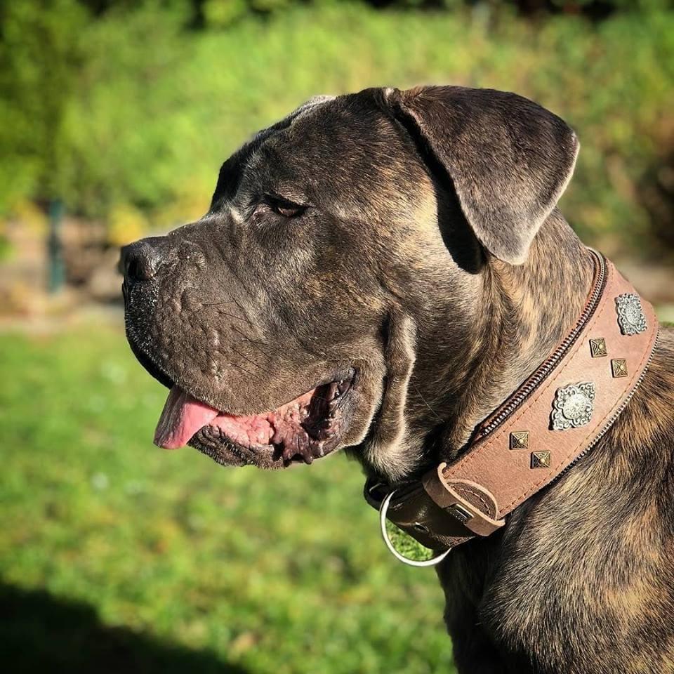Aztec Grey Dog Collar