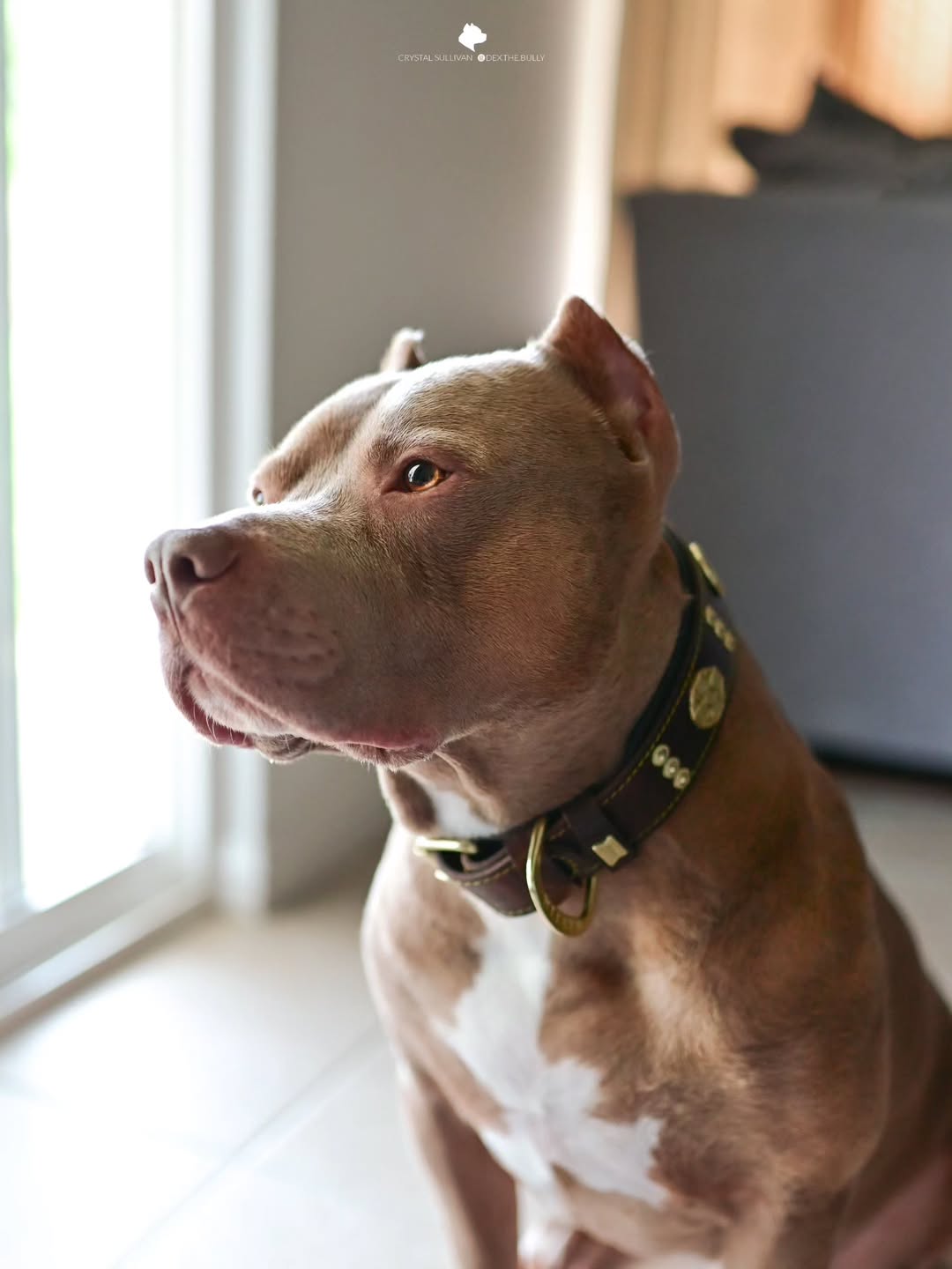 The Maximus Collar 2 5 Inch Wide Brown Gold