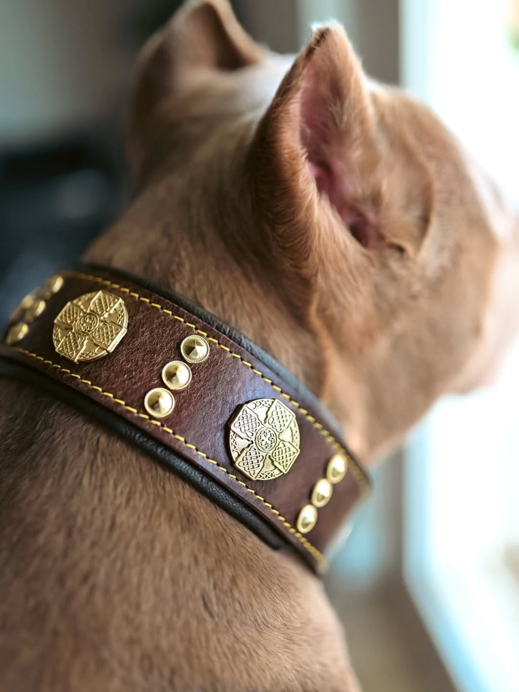 The Maximus Collar 2 5 Inch Wide Brown Gold