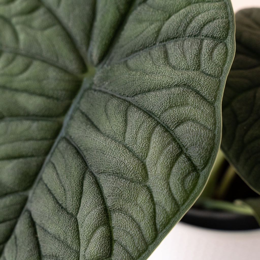 Mythica Dragonitea