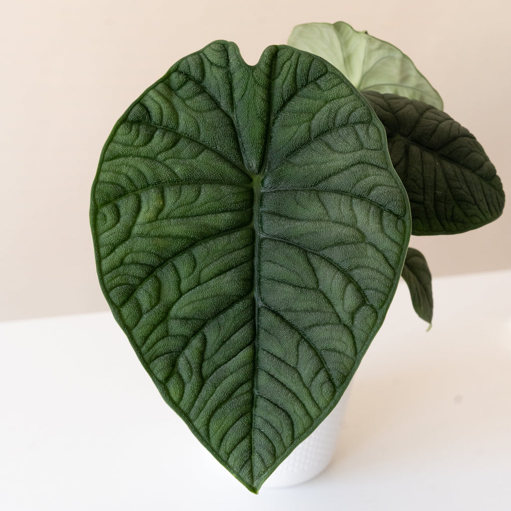 Mythica Dragonitea