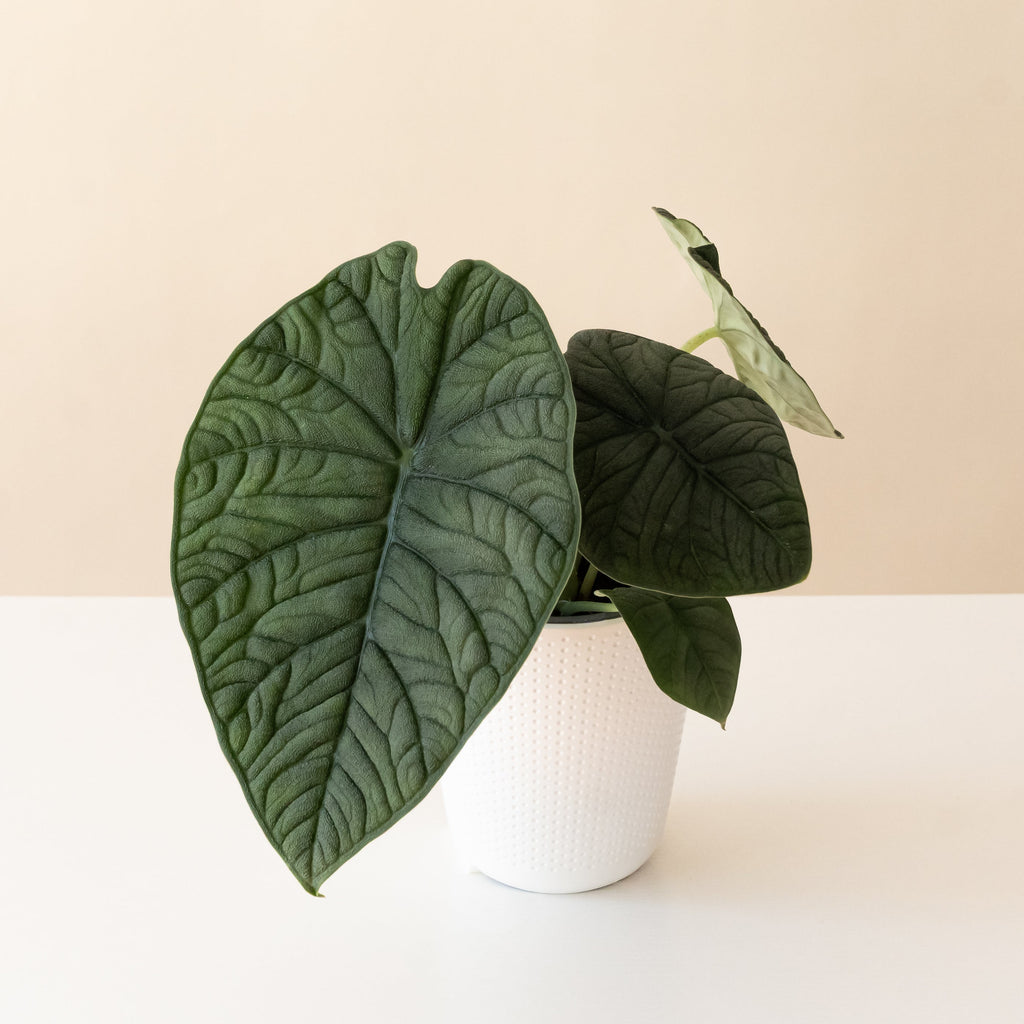 Mythica Dragonitea
